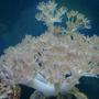 corals inverts - anthelia sp. - waving hand, thick stem stocking in 37 gallons tank - xenia