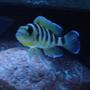 freshwater fish - neolamprologus sexfasciatus - gold sexfasciatus cichlid stocking in 125 gallons tank - Gold Sexfasciatus Cichlid