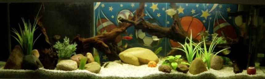 Rated #2536: 34 Gallons Freshwater Fish Tank - 34 GAL freshwater sports theme tank. It is placed in an office decorated with all sort of sporting goods.
