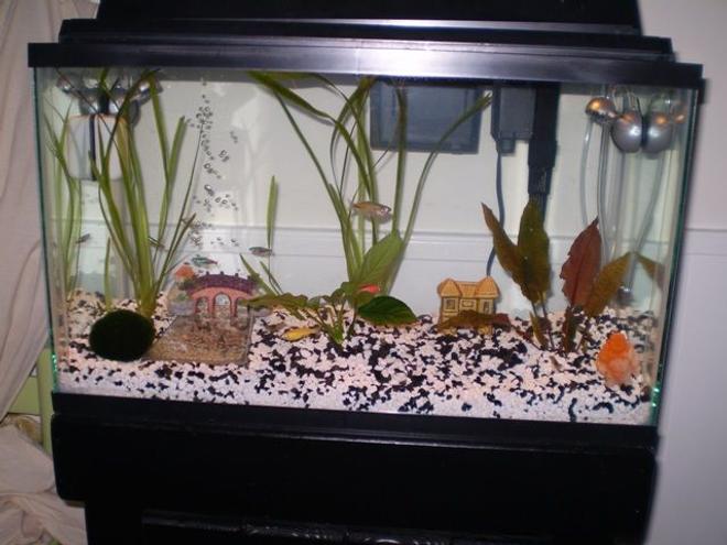 10 gallons planted tank (mostly live plants and fish) - Front view of tank.  Good shot of glo-fish zebra danios