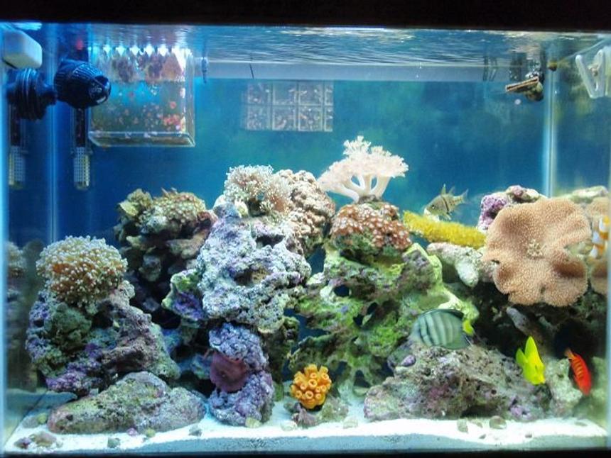 Rated #126: 37 Gallons Reef Tank - Full tank shot updated. 5 1/2 months later