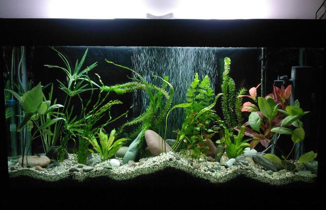 85 gallons planted tank (mostly live plants and fish) - 120*40*70
light: (PLL 36W)*2
other equipments are all chinese