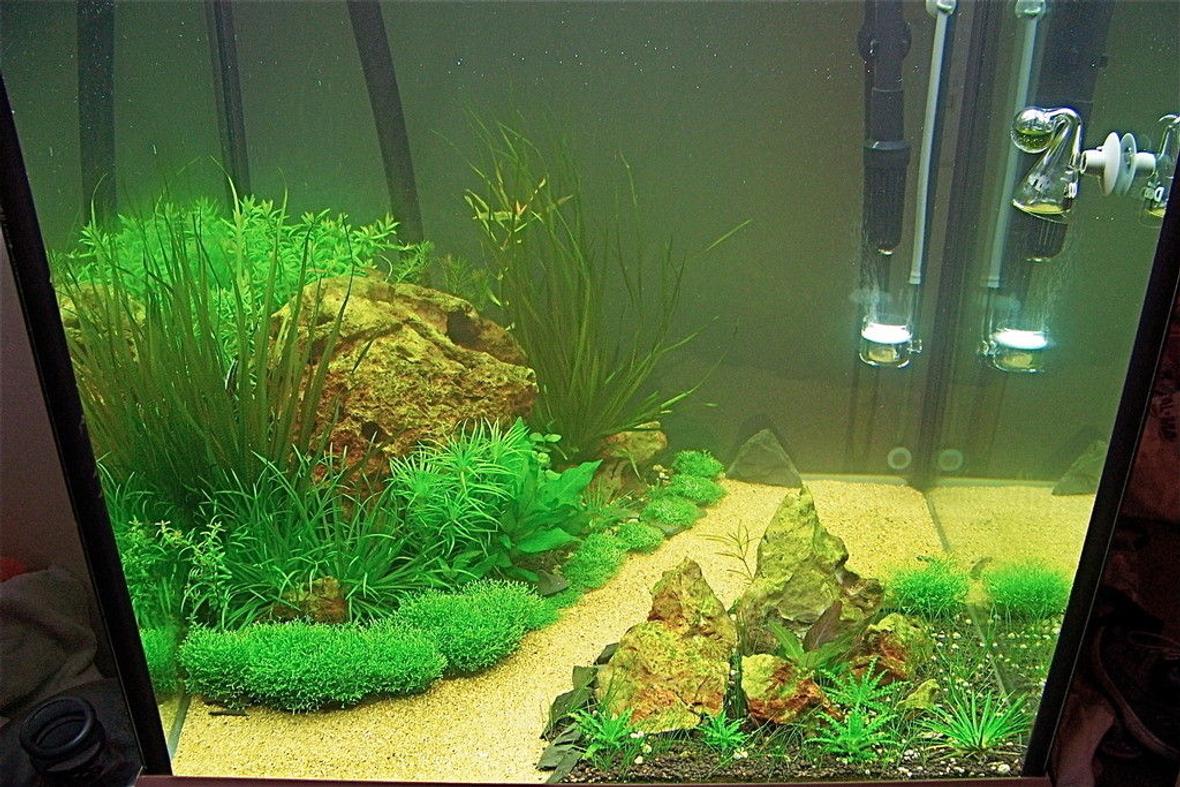 30 gallons planted tank (mostly live plants and fish) - 30 gallon cube