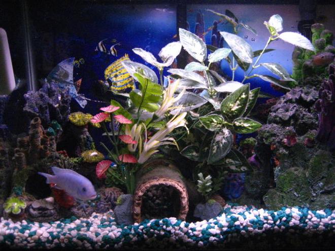 30 gallons freshwater fish tank (mostly fish and non-living decorations) - My tank