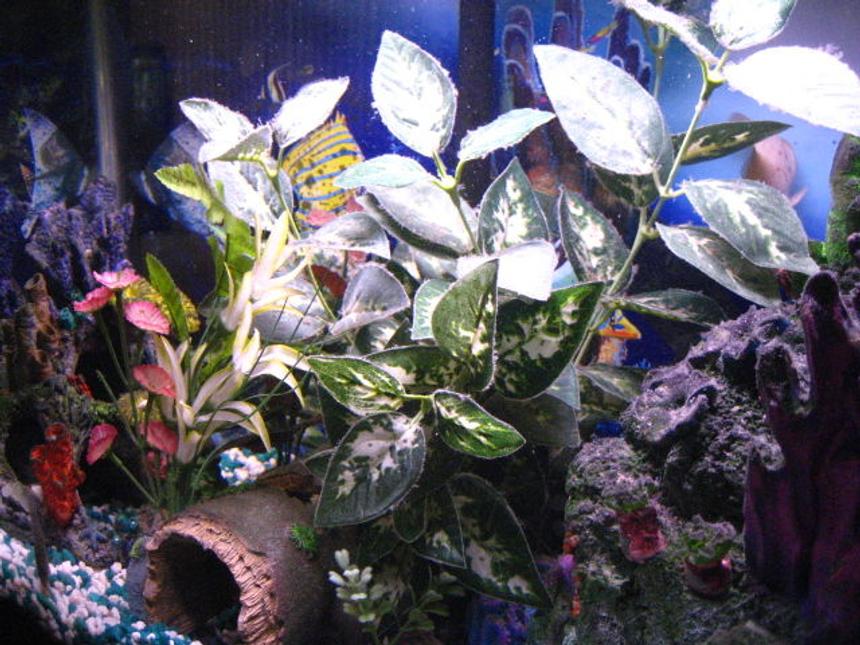 Rated #2056: 30 Gallons Planted Tank - My Tank 3