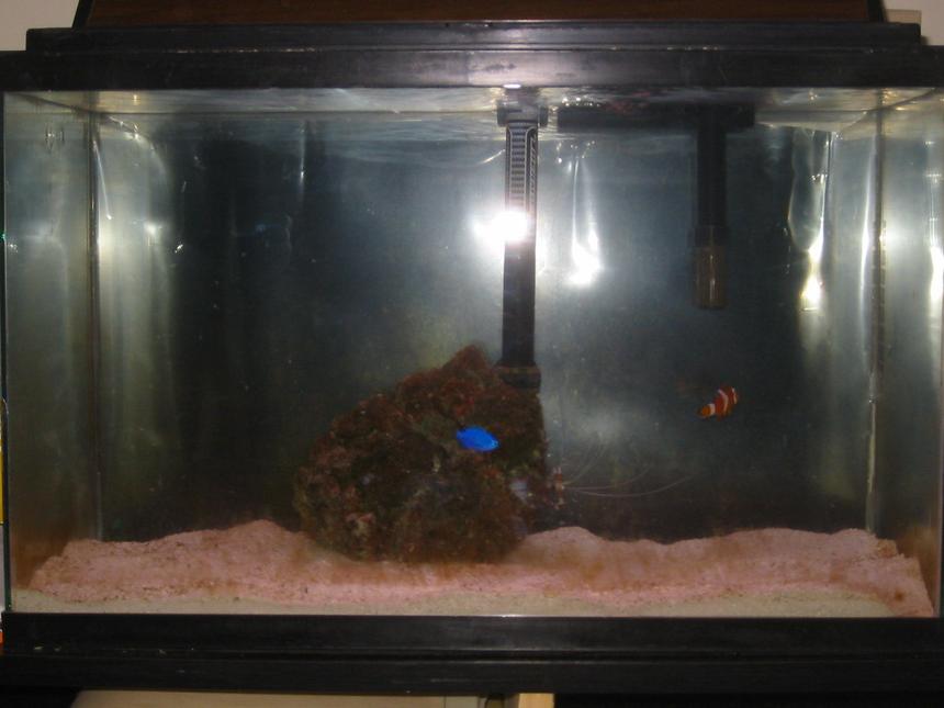 Rated #77: 10 Gallons Saltwater Fish Tank - Updated saltwater tank
Power Filter
Thermo heater
Stock Fluorescents
1 live rock with feather duster
coral banded shrimp
blue damsel
true percula clown