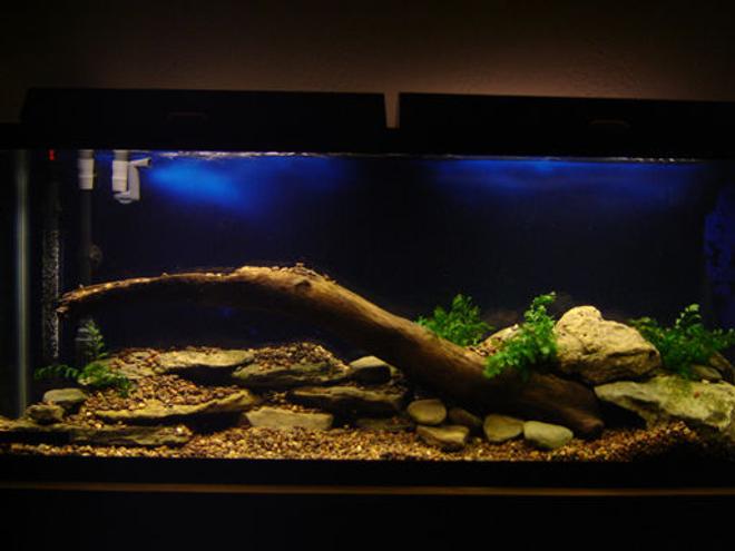 55 gallons freshwater fish tank (mostly fish and non-living decorations) - My Freshwater tank