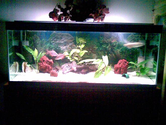75 gallons freshwater fish tank (mostly fish and non-living decorations) - freshwater aquarium of alfred salvador from Sucat Paraaque, Philippines