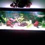 75 gallons freshwater fish tank (mostly fish and non-living decorations) - freshwater aquarium of alfred salvador from Sucat Paraaque, Philippines