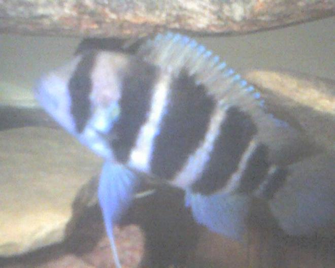 freshwater fish - cyphotilapia frontosa - frontosa cichlid stocking in 60 gallons tank - this is frank the frontosa
