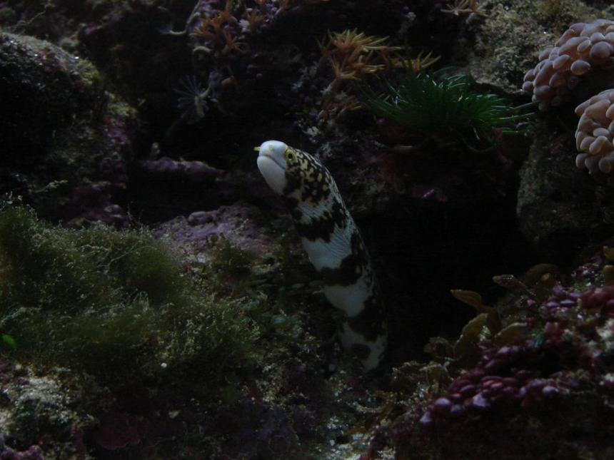 Rated #59: Saltwater Fish - Echidna Nebulosa - Snowflake Eel Stocking In 29 Gallons Tank - Snowflake Eel