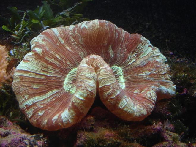 corals inverts - trachyphyllia geoffroyi - brain coral, trachyphyllia stocking in 29 gallons tank - Brain coral