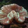 corals inverts - trachyphyllia geoffroyi - brain coral, trachyphyllia stocking in 29 gallons tank - Brain coral