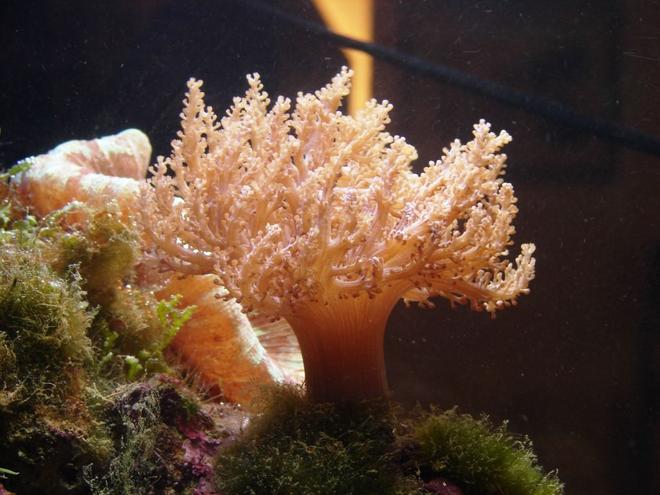 corals inverts - capnella sp. - taro tree coral stocking in 29 gallons tank - Kenya Tree