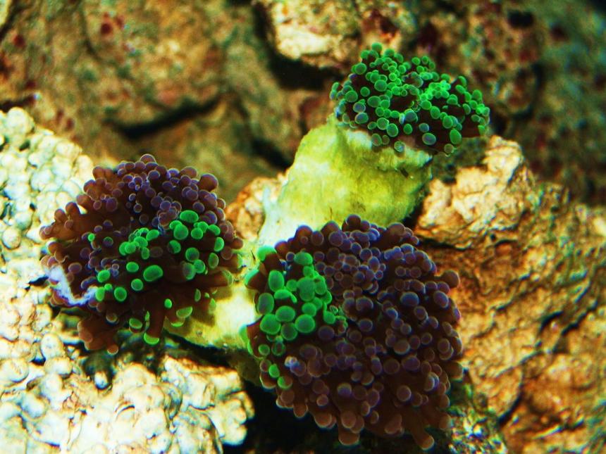 Rated #204: Corals Inverts - Euphyllia Paradivisa - Frogspawn Coral Stocking In 55 Gallons Tank - Frogspawn