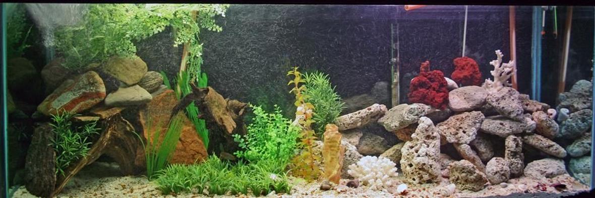 110 gallons freshwater fish tank (mostly fish and non-living decorations) - my new 110 gallon