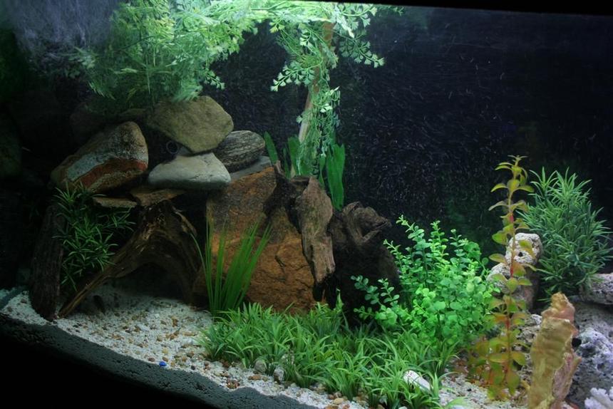 Rated #119: 110 Gallons Planted Tank - big cave for my big jack