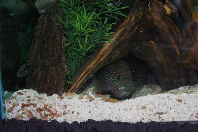 freshwater fish - nandopsis octofasciatum - jack dempsey stocking in 110 gallons tank - big female jack Dempsey, 10 inches