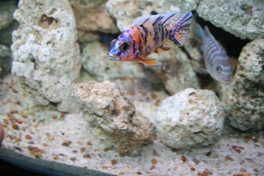 Rated #633: Freshwater Fish - Aulonocara Nyassae Var. - Peacock Cichlid, Orange Blossom Stocking In 110 Gallons Tank - is this a Peacock?