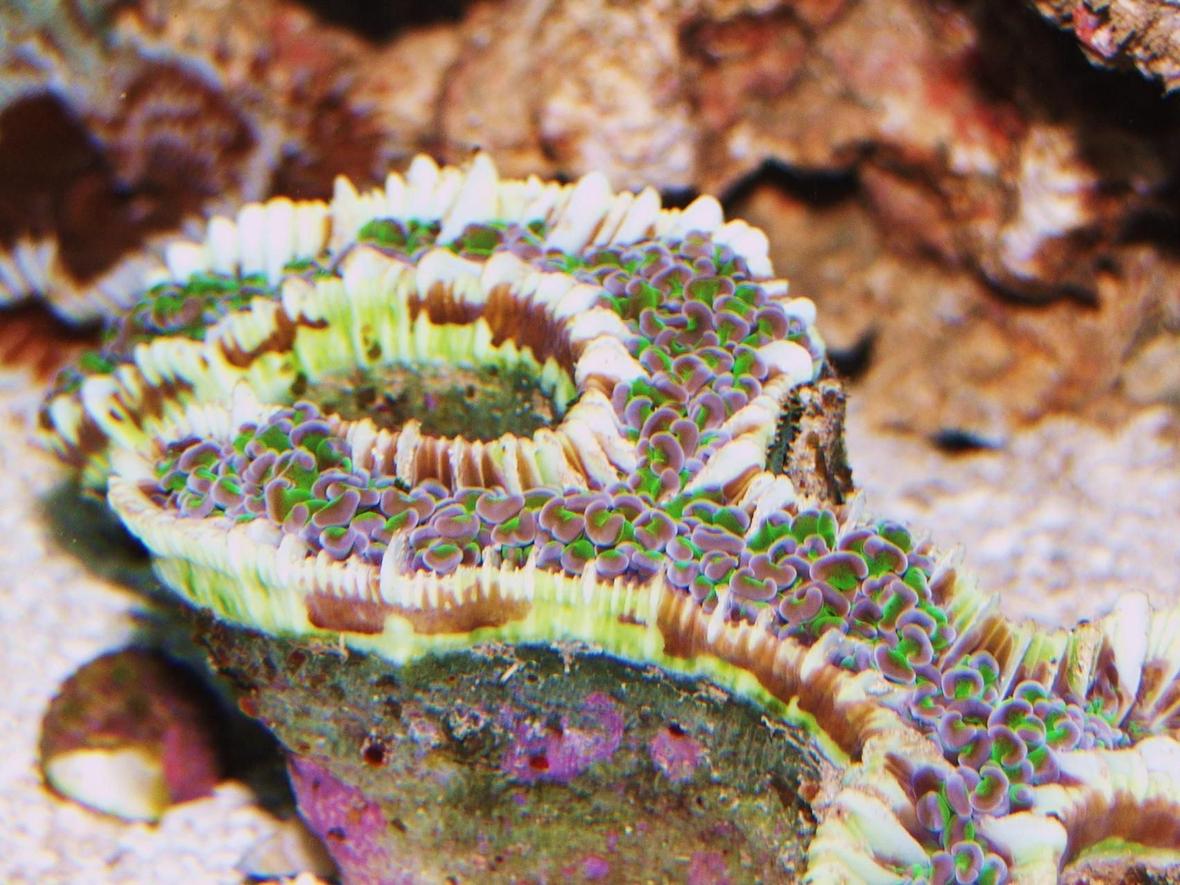 corals inverts - euphyllia ancora - hammer / anchor coral stocking in 55 gallons tank - Hammer Coral