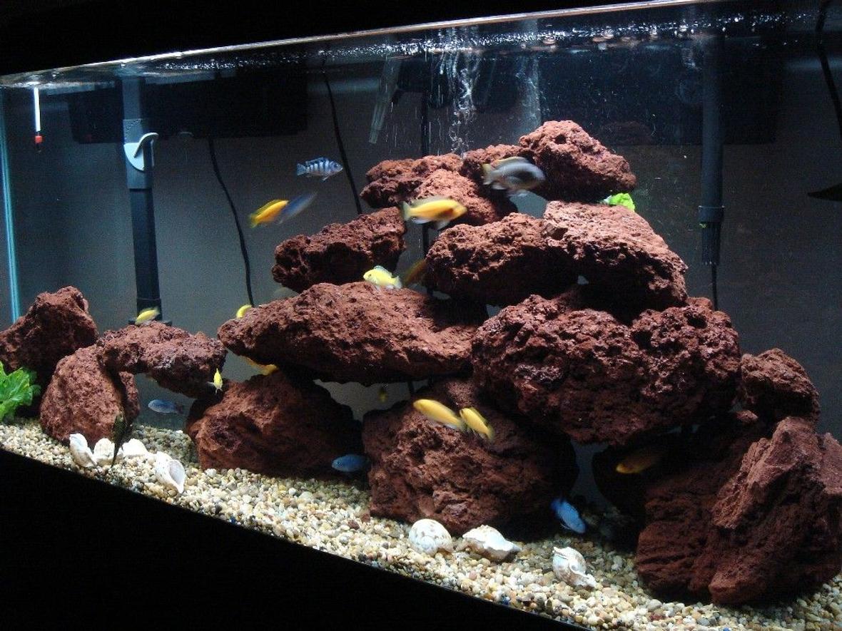 55 gallons freshwater fish tank (mostly fish and non-living decorations) - 55 Gal Malawi Cichlids Tank: 2 Kenyi 9 Yellow labs 7 Socolofi 9 Red x Red Zebras 9 Red Top Zebras