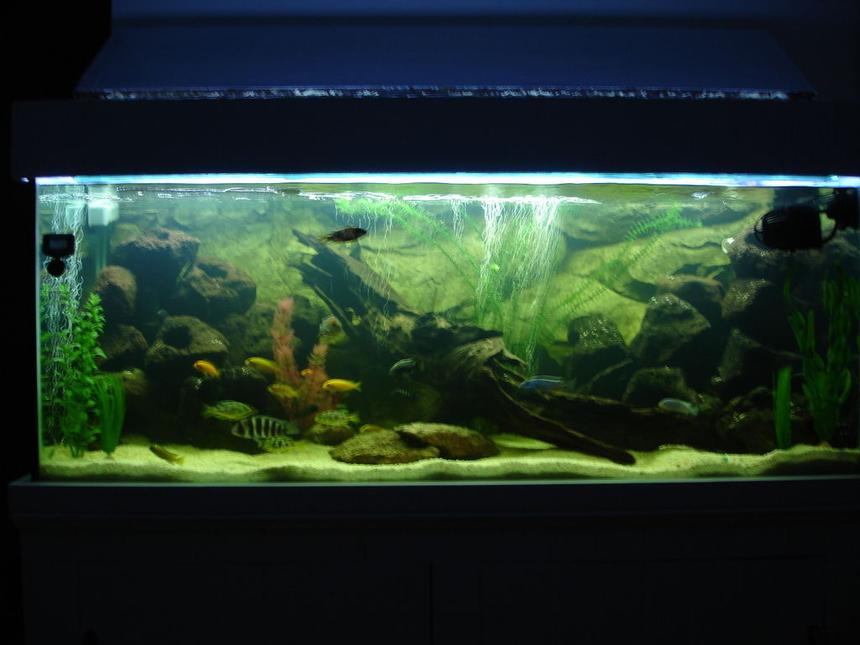 Rated #1406: 65 Gallons Freshwater Fish Tank - Full Shot of the Tank