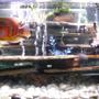 75 gallons freshwater fish tank (mostly fish and non-living decorations) - My Cichlid Tank