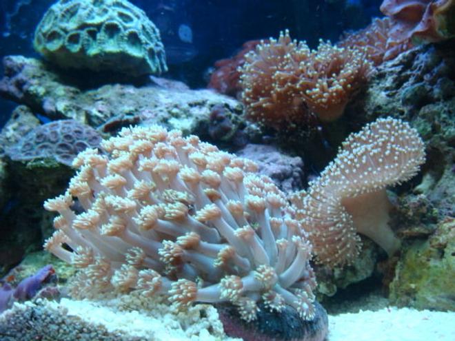 corals inverts - sarcophyton sp. - toadstool mushroom leather coral stocking in 35 gallons tank - corals