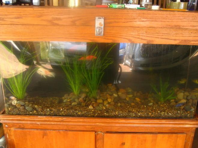 50 gallons freshwater fish tank (mostly fish and non-living decorations) - 50g, 3reddevil, 3kenyi, 2peacock, 1pleco,3type living plants