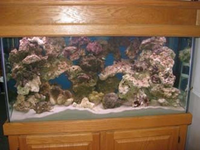 90 gallons saltwater fish tank (mostly fish, little/no live coral) - Week 7Just purchased 80 lbs. more of live rock 3 Green Chromis  a pair of Clowns..