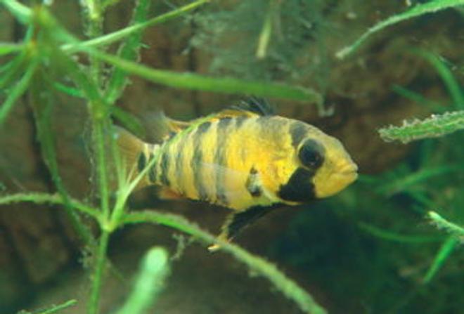 freshwater fish - apistogramma baenschi stocking in 999 gallons tank - Female Apisto. baenschi in breeding dress.