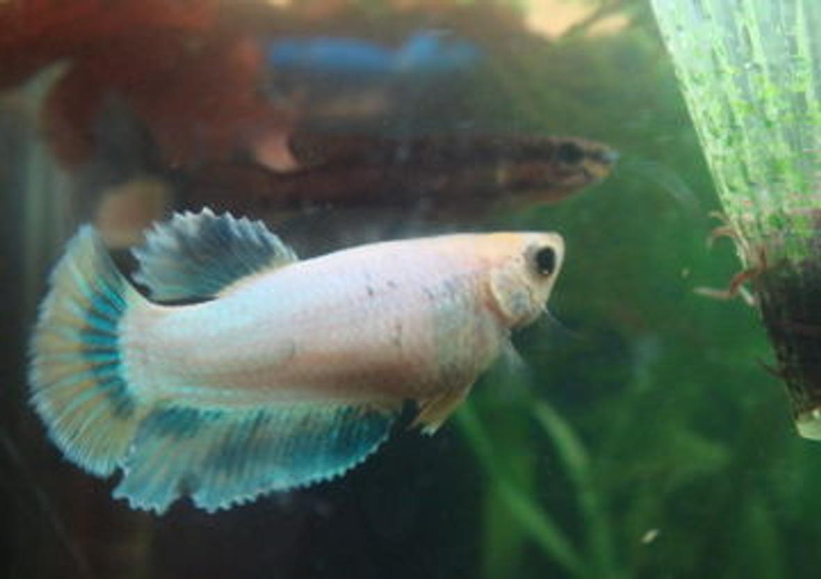 freshwater fish - betta splendens - halfmoon betta stocking in 999 gallons tank - Female pastel hm betta.