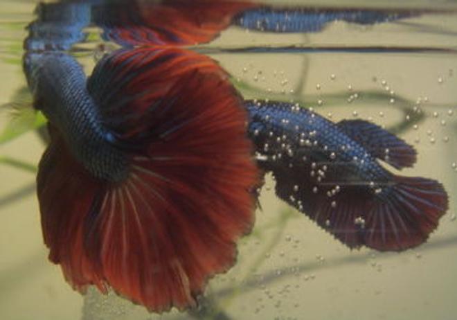 freshwater fish - betta splendens - halfmoon betta stocking in 999 gallons tank - Courting blue dragon HM bettas.