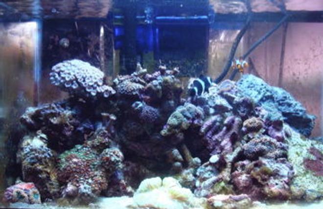 999 gallons reef tank (mostly live coral and fish) - 10 gallon nano reef