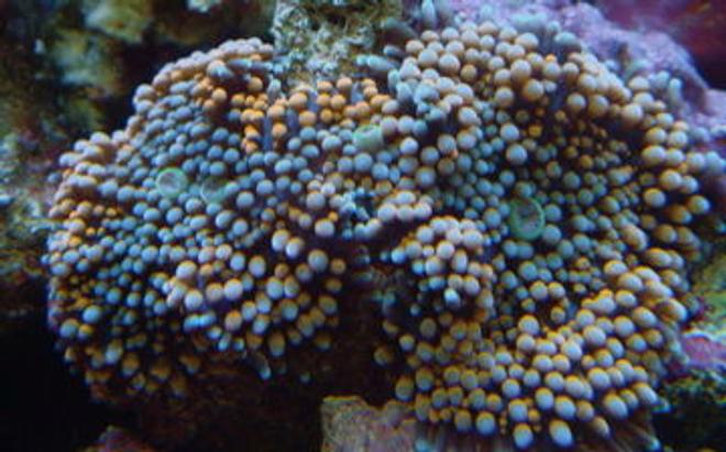 corals inverts - ricordea florida - ricordea mushroom stocking in 999 gallons tank - ricordea florida