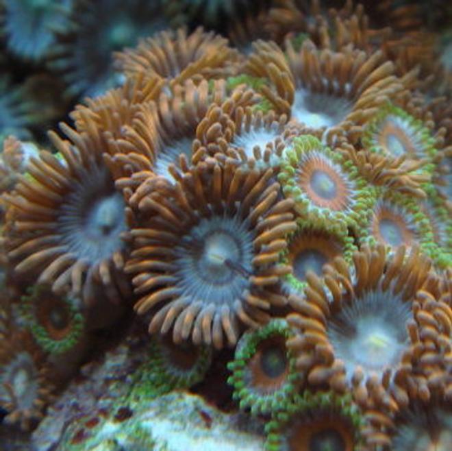corals inverts - zoanthus sp. - eagle eye zoanthids stocking in 999 gallons tank - zoanthids