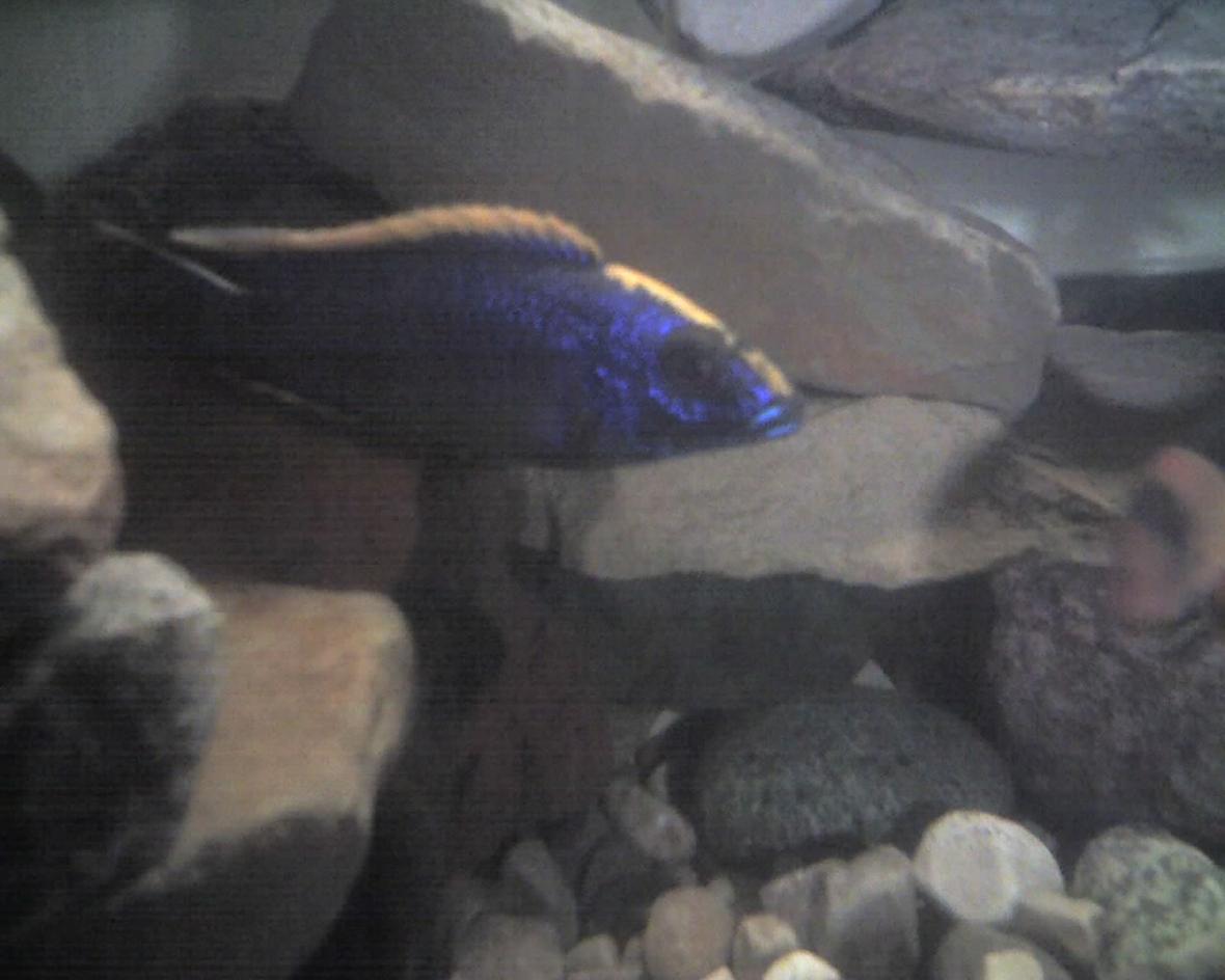 freshwater fish - otopharynx lithobates - sulphur crested lithobate stocking in 60 gallons tank - this is my lithobate