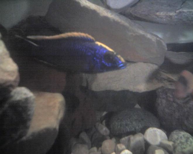 freshwater fish - otopharynx lithobates - sulphur crested lithobate stocking in 60 gallons tank - this is my lithobate