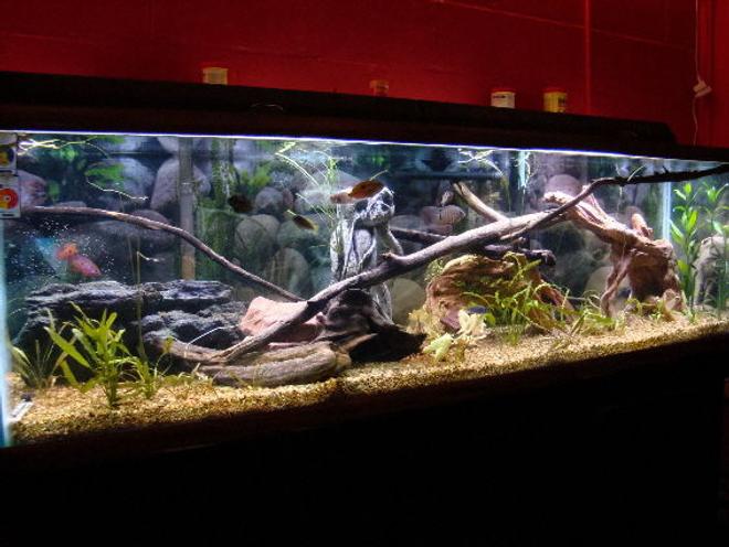 125 gallons freshwater fish tank (mostly fish and non-living decorations) - My 125g Cichlid tank