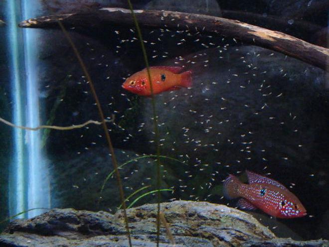 freshwater fish - hemichromis bimaculatus - jewel cichlid stocking in 125 gallons tank - Jewel Cichlid parents with there fry