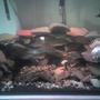60 gallons freshwater fish tank (mostly fish and non-living decorations) - another view of the new setup