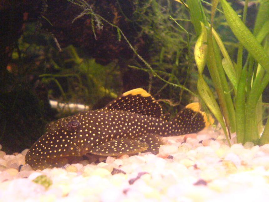 Rated #48: Freshwater Fish - Baryancistrus Sp. - Gold Nugget Pleco (l-18) Stocking In 200 Gallons Tank - my golden nugget pleco