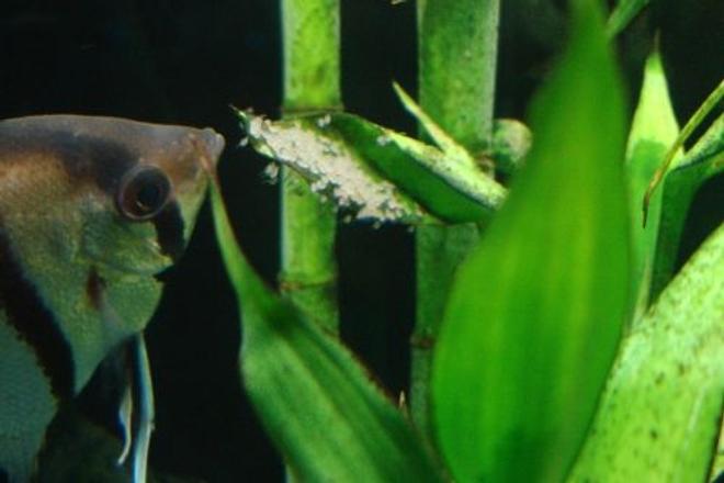 freshwater fish - pterophyllum scalare - half black angelfish stocking in 55 gallons tank - Proud daddy angelfish (Pterophyllum scalare) and his newborn fry. Not pictured: Mom, who is chasing away tetras and camera lenses.
