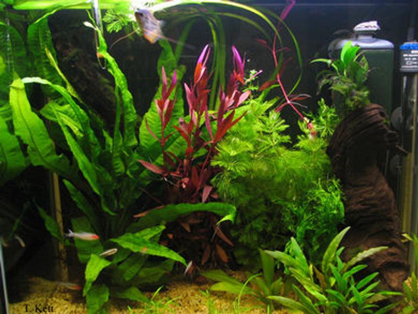Rated #50: 25 Gallons Planted Tank - My tank currently