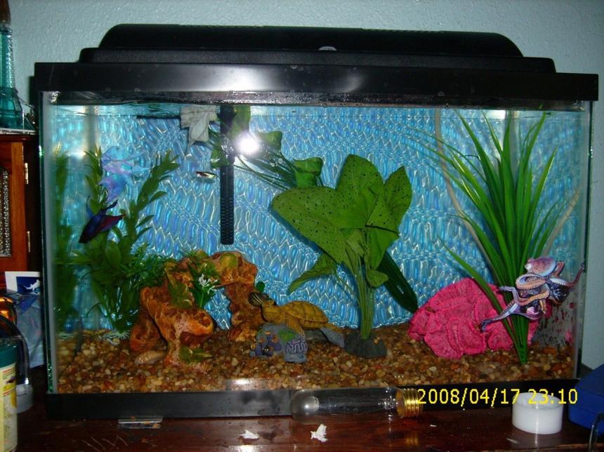 Rated #3887: 10 Gallons Freshwater Fish Tank - my betta Fred is the boss in there