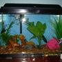 10 gallons freshwater fish tank (mostly fish and non-living decorations) - my betta Fred is the boss in there
