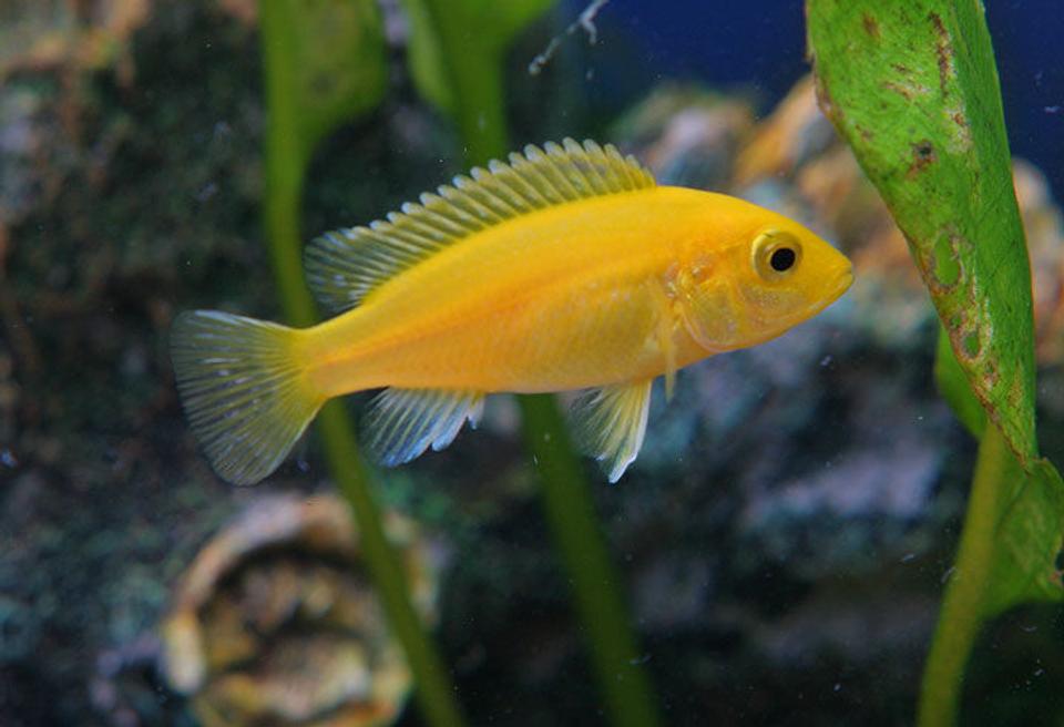 freshwater fish - pseudotropheus estherae - red zebra cichlid stocking in 45 gallons tank - A new african cichlid