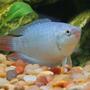 freshwater fish - macropodus opercularis - blue paradise stocking in 45 gallons tank - paradised gourami