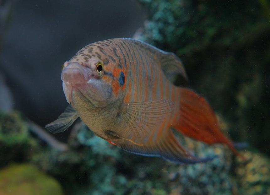 Rated #46: Freshwater Fish - Macropodus Opercularis - Blue Paradise Stocking In 45 Gallons Tank - Red paradised gourami