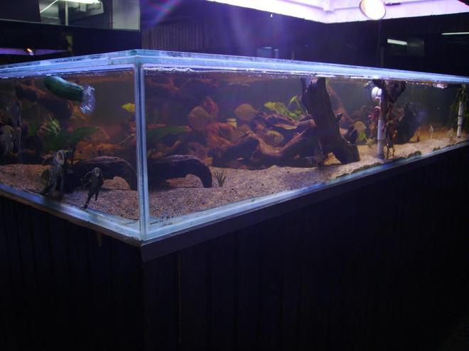 400 gallons freshwater fish tank (mostly fish and non-living decorations) - Wild Amazon